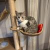 猫好きハムスター