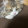 ワンニャン先生