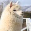 SoreAlpaca
