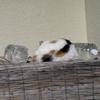 spotted_cat