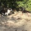 ねこせ