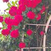 wildberry3004