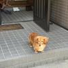 ふかつれい