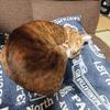 むぎおこ