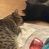 三谷陽紀
