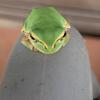 俺の植物観察日記