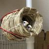 しろたけ丸