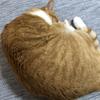 やすよんさま