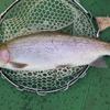 YK_suzuki