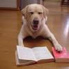 作者犬