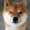 koinukun
