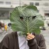 だいすけクンクン