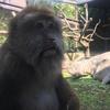 zoological
