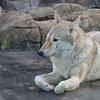 fenrir1223
