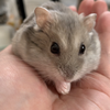 あたも。