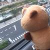 56tanuki