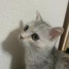 月野 うさぎ