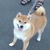 弦愛☆