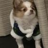 メロディ。