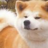 秋田犬13