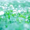 Pium