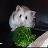 ハムハムププ
