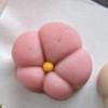 現役上智大生　