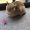 ごるゆりと