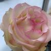 kirei_beauty