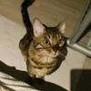 猫Dev