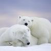 Polar Bears