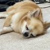 すぐる介護カウンセラー家族の心のケア