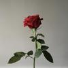 rose230928