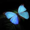 ★magico★