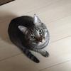 猫尻尾