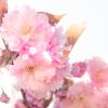 花盛かざり