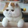タマちゃんねる