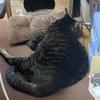 ねこしろまる
