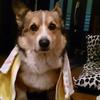 タオル犬