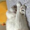 佐和島ゆら