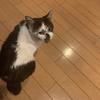 アモン07