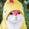 とりとり︎︎