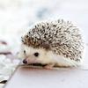 LaravelEngine
