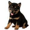 Puppy Kuro Shiba