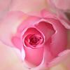 ROSE−rose