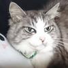 まあやお
