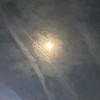 転生しぐま445P