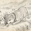 柴犬 まめ