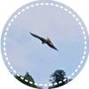大空のとんび