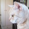 アメショーカーラの飼い主